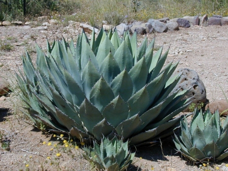 AGAVE CACTUS - PLANT, IMAGE, AGAVE, PRETTY