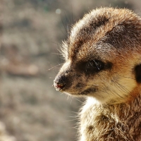 CUTE LITTLE MEERKAT