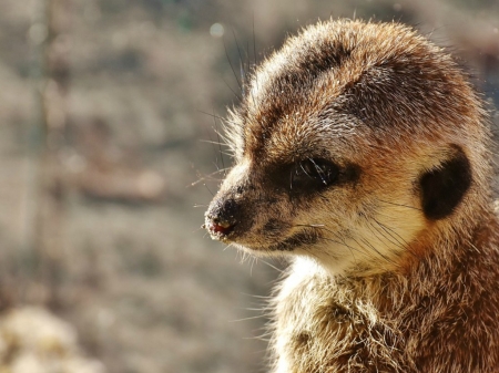 CUTE LITTLE MEERKAT - meerkat, animal, little, cute