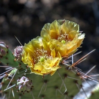 PRETTY CACTUS FLOWERS