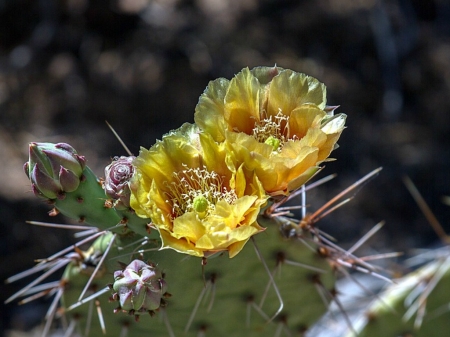 PRETTY CACTUS FLOWERS - flowers, cactus, pretty, plant