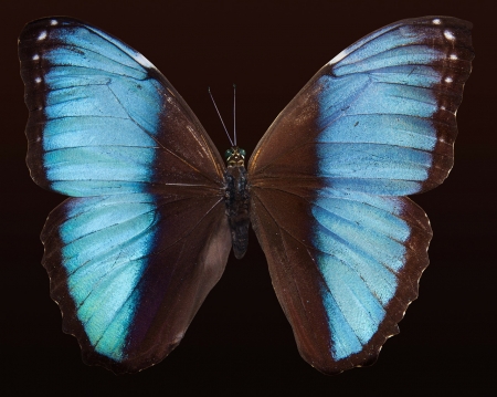 MORPHO - morphos, schmetterlinge, blue, butterflies