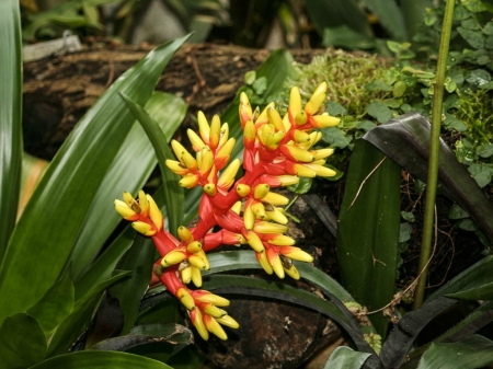 YELLOW BROMELIAD FLOWER