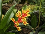 YELLOW BROMELIAD FLOWER