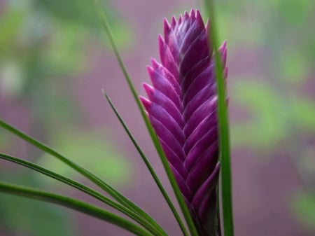 PURPLE  FLOWER - bromeliad, flower, purple, pretty