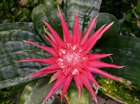 PRETTY BROMELIAD FLOWER - FLOWER, PINK, BROMELIAD, PRETTY