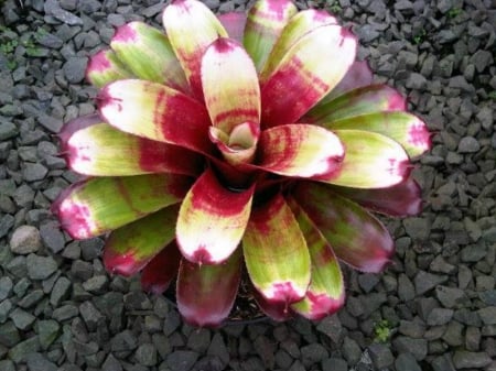 BROMELIAD PLANT - image, bromeliad, nature, plant