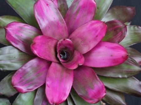 BROMELIAD