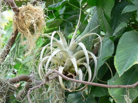 BROMELIAD PLANT - image, bromeliad, nature, plant