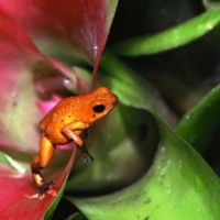 FROG IN BROMELIAD