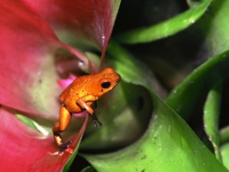 FROG IN BROMELIAD - plant, orange, bromeliad, frog