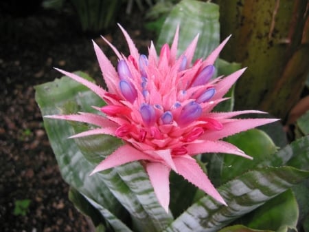 PINK AND PURPLE BROMELIAD FLOWER