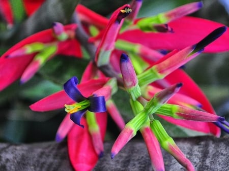 BEAUTIFUL BROMELIAD FLOWERS - flowers, beautiful, bromeliad, plant