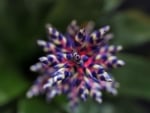 PURPLE BROMELIADE FLOWER