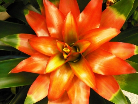 PRETTY BROMELIADE - image, bromeliad, pretty, plant