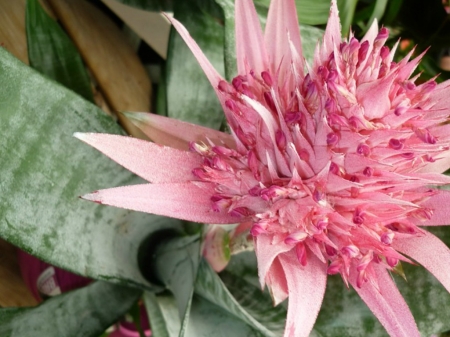 FLOWERING BROMELIAD - PLANT, IMAGE, BROMELIAD, FLOWERING