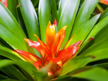 PRETTY BROMELIAD - PLANT, IMAGE, BROMELIAD, PRETTY