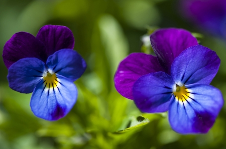 Pansies - purple, blue, green, pansy, flower