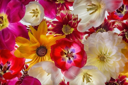 Flowers - white, red, flower, pink, tulip, yellow, texture, skin