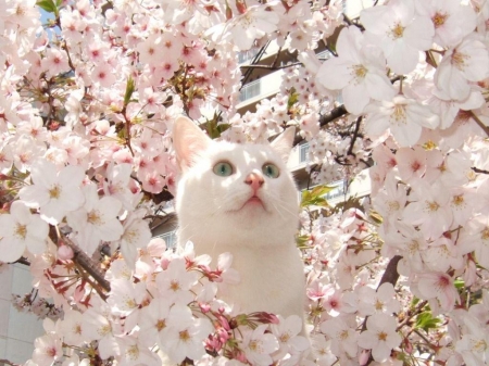 Spring wonder - sakura, blossom, flower, pink, tree, cat, pisica, white, animal