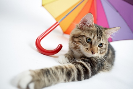 Kitten - paw, cat, umbrella, pisica, cute, kitten