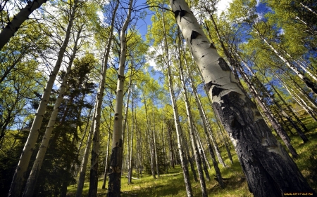 Birches Forest - birches, forest, trees, nature