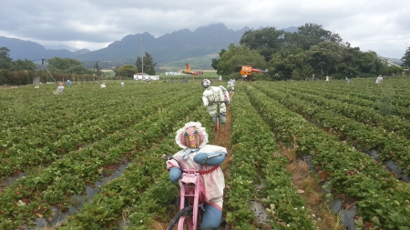 Strawberry field guards - agriculture, nature, scarecrow, art, sculpture