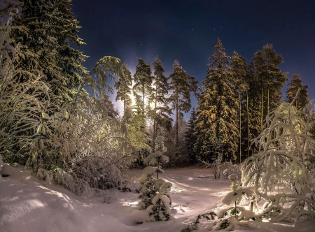 Winter Twilight - firs, stars, evening, forest, snow, moonlight