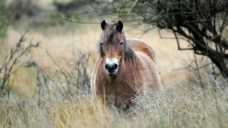 There you are - pony, nature, horse, fields