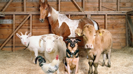 we are family - country, nature, farm, animals