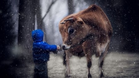 come to me - animal, boy child, nature, cows