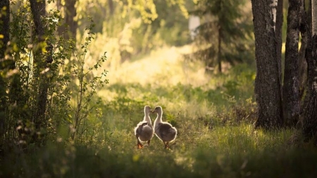 lets take a walk - field, animal, nature, ducks