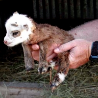 Counting New Baby Sheep