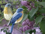 BIRDS IN LILACS