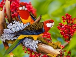 CRIMSON ROSELLAS WITH BERRIES