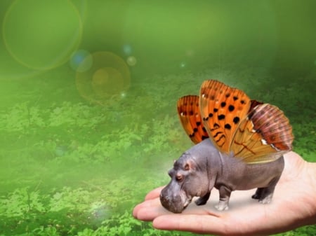 CUTE LITTLE BUTTERFLY HIPPO FOR DERICK - image, butterfly, cute, hippo