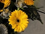 YELLOW GERBERA