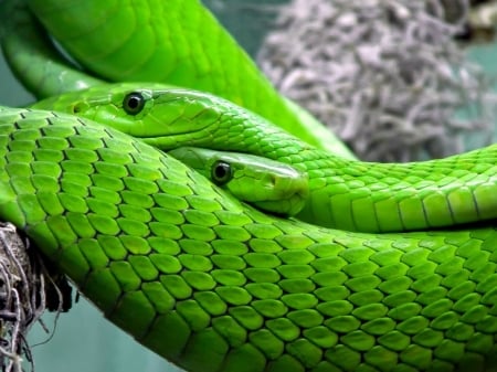 GREEN MAMBAS - mambas, green, two, snakes