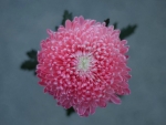 CHRYSANTHEMUM FLOWER