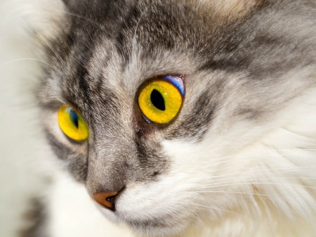 BEAUTIFUL EYES - image, cat, eyes, beautiful