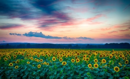 Sunflower field - sunflower, yellow, summer, blue, green, field