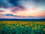 Sunflower field