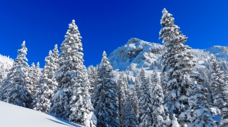 Winter in mountains - trees, winter, beautiful, snow, forest, mountain