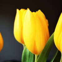 Golden Tulips