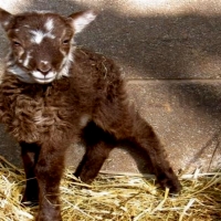 Brown And White Lamb