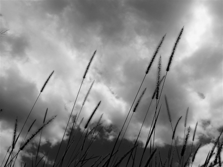 Wild And Free - seeds, nature, sad, weeds, grass, darkness, wild