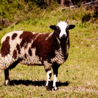 Jacobs Sheep