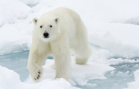 Polar bear - white, animal, winter, urs polar, polar bear, snow