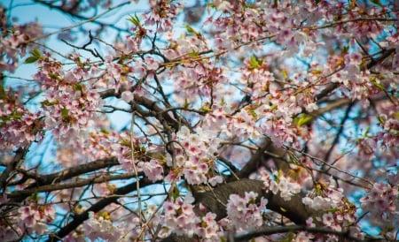 Cherry blossom - flower, pink, spring, blossom, cherry, sakura, blue