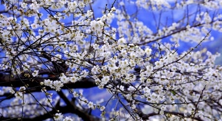 Plum blossom - white, branch, blue, blossom, plum, spring, flower, tree